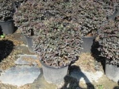 Loropetalum Als Bolvorm (Loropetalum 'Fire Dance') 8 Loropetalum Als Bolvorm (Loropetalum 'Fire Dance') -Aanbiedingen Groene Hekken Winkel img 4055