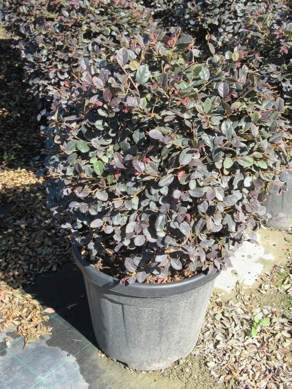 Loropetalum Als Bolvorm (Loropetalum 'Fire Dance') 6 Loropetalum Als Bolvorm (Loropetalum 'Fire Dance') - Afbeelding 4