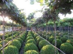 Kiwiplant Als Dakboom (Actinidia Chinensis) -Aanbiedingen Groene Hekken Winkel img 4340