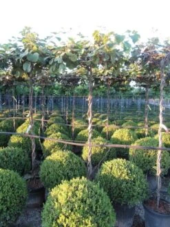 Kiwiplant Als Dakboom (Actinidia Chinensis) -Aanbiedingen Groene Hekken Winkel img 4341