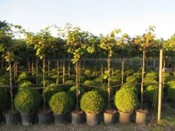 Kiwiplant Als Dakboom (Actinidia Chinensis) -Aanbiedingen Groene Hekken Winkel img 4342