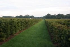 Nieuwe uitgaven -Aanbiedingen Groene Hekken Winkel img 4450 1