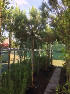 Parasolden (Pinus Pinea) -Aanbiedingen Groene Hekken Winkel img 8351 1