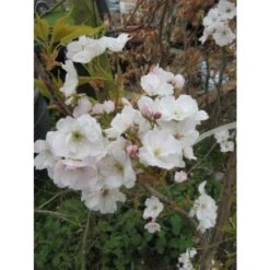 Japanse Sierkers Als Struik (Prunus Serrulata 'Amanogawa') -Aanbiedingen Groene Hekken Winkel japanse sierkers als zuilboom prunus serrulata amanogawa 677 7cc 1