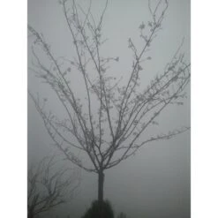 Roze Winterkers (Prunus Subhirtella 'Autumnalis Rosea') -Aanbiedingen Groene Hekken Winkel japanse sierkers prunus subhirtella autumnalis 33511 1d1