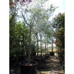 Roze Winterkers (Prunus Subhirtella 'Autumnalis Rosea') 8 Roze Winterkers (Prunus Subhirtella 'Autumnalis Rosea') -Aanbiedingen Groene Hekken Winkel japanse sierkers prunus subhirtella autumnalis 33511 cb4 1