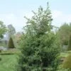Jeneverbes (Juniperus Communis 'Hibernica') -Aanbiedingen Groene Hekken Winkel juchiber 7