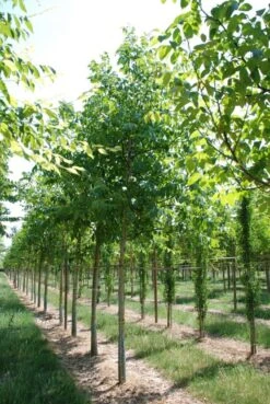 Grote Walnoot (Juglans Regia) -Aanbiedingen Groene Hekken Winkel juglans regia s 20 25 1