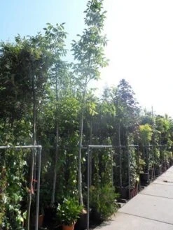 Walnotenboom (Juglans Regia) 11 Walnotenboom (Juglans Regia) -Aanbiedingen Groene Hekken Winkel juglans regia 10 12 14ho cont