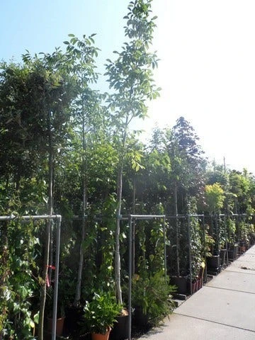 Walnotenboom (Juglans Regia) 7 Walnotenboom (Juglans Regia) - Afbeelding 5