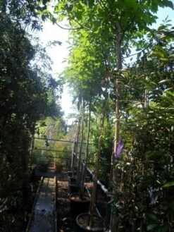 Walnotenboom (Juglans Regia) 10 Walnotenboom (Juglans Regia) -Aanbiedingen Groene Hekken Winkel juglans regia 12 14 16ho cont