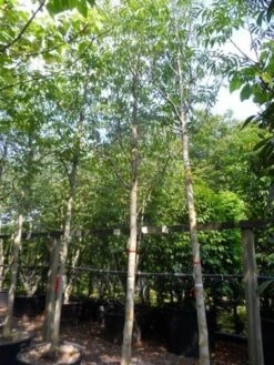 Walnotenboom (Juglans Regia) 9 Walnotenboom (Juglans Regia) -Aanbiedingen Groene Hekken Winkel juglans regia 20 25ho c160 extra