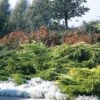 Jeneverbes (Juniperus Media 'Pfitzeriana Aurea') -Aanbiedingen Groene Hekken Winkel jumpaure 4