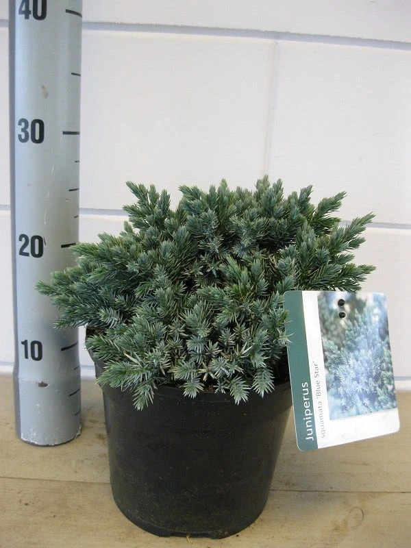 Jeneverbes (Juniperus Squamata 'Blue Star') 7 Jeneverbes (Juniperus Squamata 'Blue Star') - Afbeelding 5