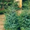 Jeneverbes (Juniperus Chinensis 'Blue Alps') -Aanbiedingen Groene Hekken Winkel juniperus chinensis blue alps