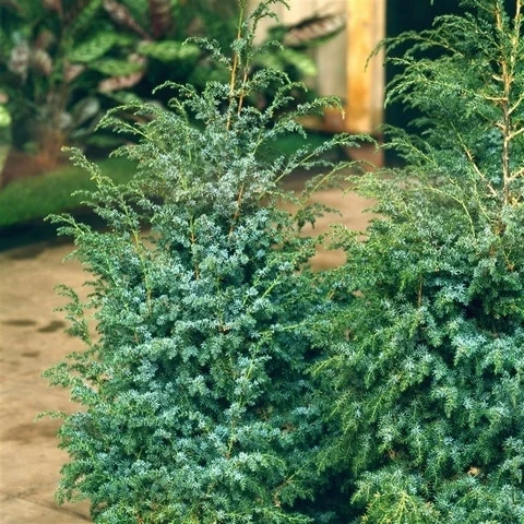Jeneverbes (Juniperus Chinensis 'Blue Alps') 3 Jeneverbes (Juniperus Chinensis 'Blue Alps')