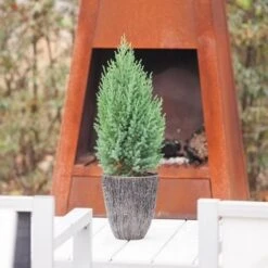 Jeneverbes (Juniperus Chinensis 'Stricta') -Aanbiedingen Groene Hekken Winkel juniperus chinensis stricta 2