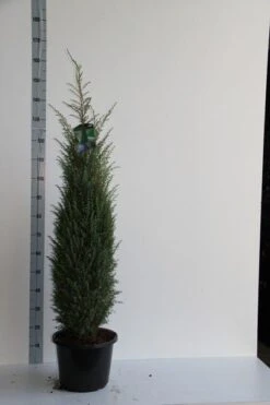 Jeneverbes (Juniperus Communis 'Hibernica') -Aanbiedingen Groene Hekken Winkel juniperus comm. hibernica 100 125 cm co. 12l v kopie