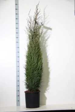 Jeneverbes (Juniperus Communis 'Hibernica') -Aanbiedingen Groene Hekken Winkel juniperus comm. hibernica 150 175 cm co. 18l kopie