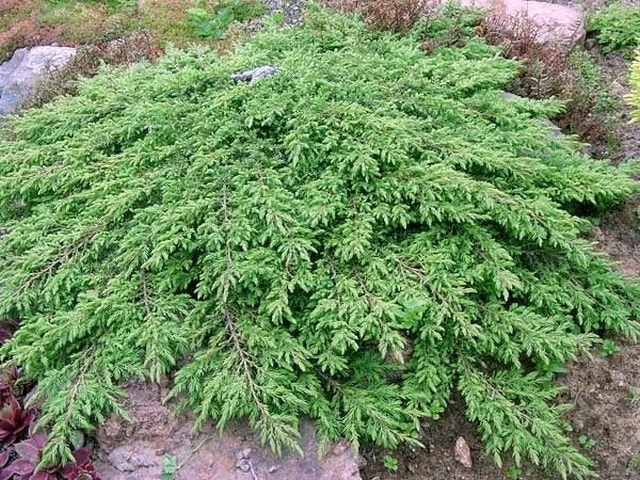 Jeneverbes (Juniperus Communis 'Green Carpet') 7 Jeneverbes (Juniperus Communis 'Green Carpet') - Afbeelding 5