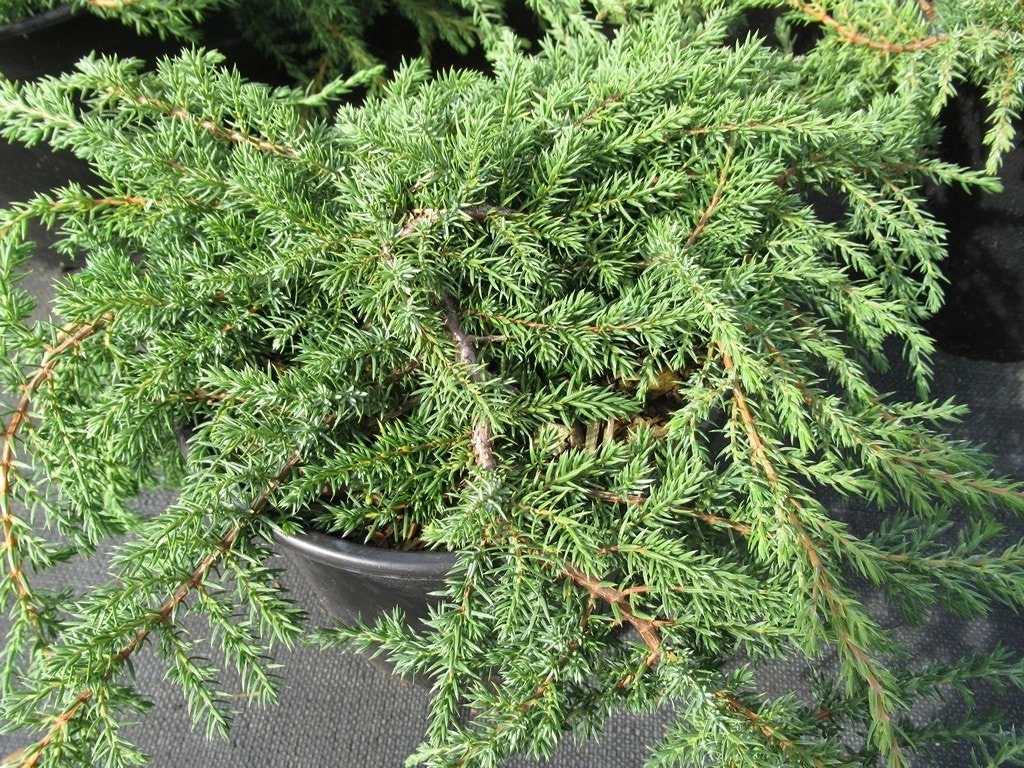 Jeneverbes (Juniperus Communis 'Green Carpet') 4 Jeneverbes (Juniperus Communis 'Green Carpet') - Afbeelding 2