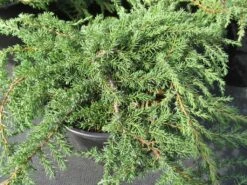 Jeneverbes (Juniperus Communis 'Green Carpet') -Aanbiedingen Groene Hekken Winkel juniperus communis green carpet 1