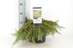 Jeneverbes (Juniperus Communis 'Green Carpet') -Aanbiedingen Groene Hekken Winkel juniperus communis green carpet c5 m 1