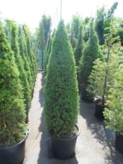 Jeneverbes (Juniperus Communis 'Hibernica') -Aanbiedingen Groene Hekken Winkel juniperus communis hibernica 150 175