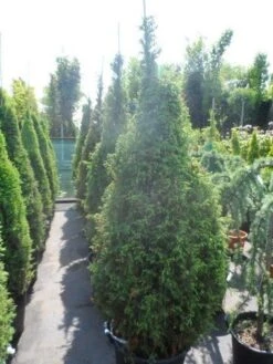 Jeneverbes (Juniperus Communis 'Hibernica') -Aanbiedingen Groene Hekken Winkel juniperus communis hibernica 175 200