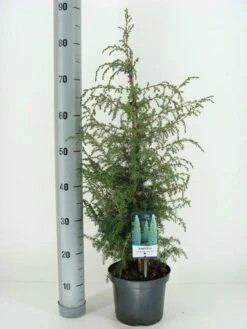 Jeneverbes (Juniperus Communis 'Suecica') -Aanbiedingen Groene Hekken Winkel juniperus communis suecica c3 m