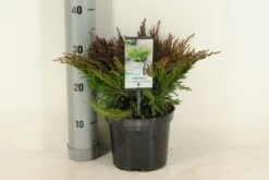 Jeneverbes (Juniperus Horizontalis 'Andorra Compact') -Aanbiedingen Groene Hekken Winkel juniperus hor. andorra compact winter c3 m 1