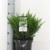 Jeneverbes (Juniperus Horizontalis 'Andorra Compact') -Aanbiedingen Groene Hekken Winkel juniperus hor. andorra compact zomer c3 m
