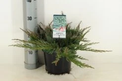 Jeneverbes (Juniperus Horizontalis 'Blue Chip') 10 Jeneverbes (Juniperus Horizontalis 'Blue Chip') -Aanbiedingen Groene Hekken Winkel juniperus hor. blue chip winter c3 m