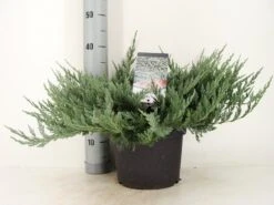 Jeneverbes (Juniperus Horizontalis 'Blue Chip') 9 Jeneverbes (Juniperus Horizontalis 'Blue Chip') -Aanbiedingen Groene Hekken Winkel juniperus hor. blue chip zomer c5 m