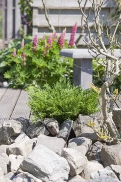 Jeneverbes (Juniperus Horizontalis 'Andorra Compact') -Aanbiedingen Groene Hekken Winkel juniperus horizontalis andorra compact 1