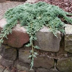 Jeneverbes (Juniperus Horizontalis 'Icee Blue') -Aanbiedingen Groene Hekken Winkel juniperus horizontalis icee blue pbr