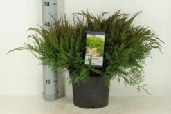 Jeneverbes (Juniperus Media 'Mint Julep') -Aanbiedingen Groene Hekken Winkel juniperus pfit. mint julep winter c5 m 1