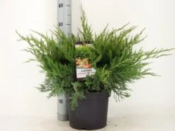 Jeneverbes (Juniperus Media 'Mint Julep') -Aanbiedingen Groene Hekken Winkel juniperus pfit. mint julep zomer c5 m 1