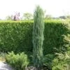 Jeneverbes (Juniperus Scopulorum 'Skyrocket') -Aanbiedingen Groene Hekken Winkel juniperus scopulorum skyrocket 2