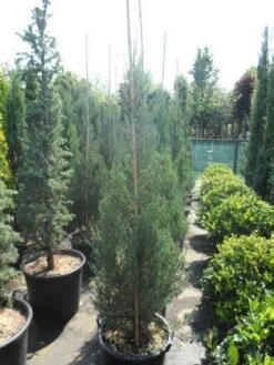 Jeneverbes (Juniperus Scopulorum 'Skyrocket') -Aanbiedingen Groene Hekken Winkel juniperus scopulorum skyrocket 150 175