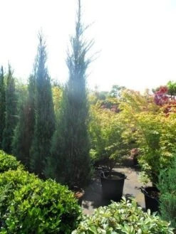 Jeneverbes (Juniperus Scopulorum 'Skyrocket') -Aanbiedingen Groene Hekken Winkel juniperus scopulorum skyrocket 250 300 2