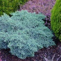 Jeneverbes (Juniperus Squamata 'Blue Star') -Aanbiedingen Groene Hekken Winkel juniperus squamata blue star