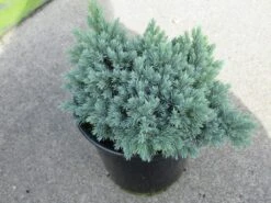 Jeneverbes (Juniperus Squamata 'Blue Star') -Aanbiedingen Groene Hekken Winkel juniperus squamata blue star 1