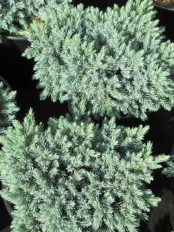 Jeneverbes (Juniperus Squamata 'Blue Star') 10 Jeneverbes (Juniperus Squamata 'Blue Star') -Aanbiedingen Groene Hekken Winkel juniperus squamata blue star 3 1