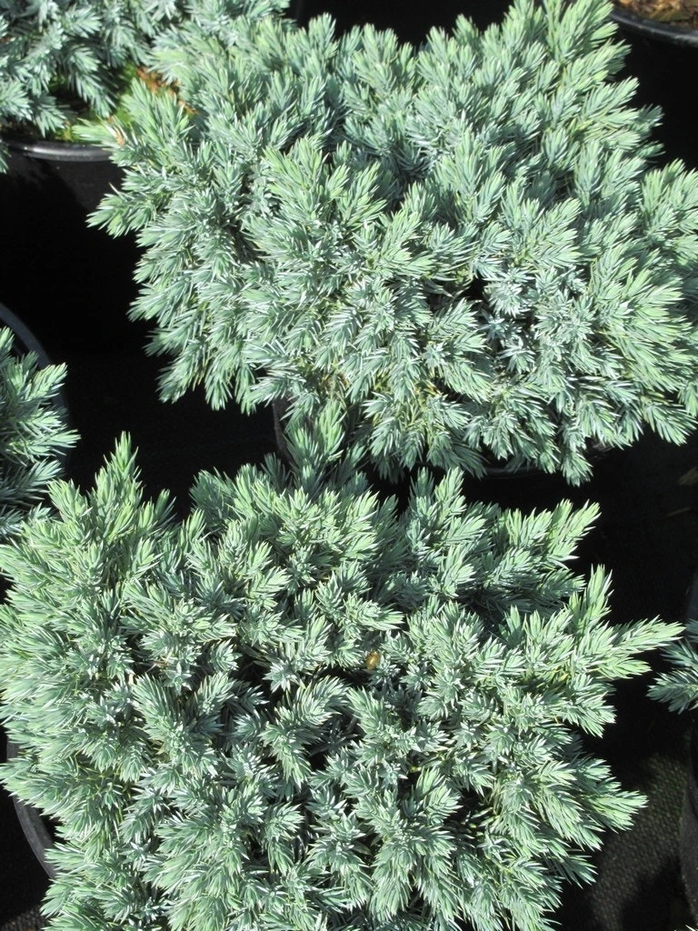 Jeneverbes (Juniperus Squamata 'Blue Star') 4 Jeneverbes (Juniperus Squamata 'Blue Star') - Afbeelding 2