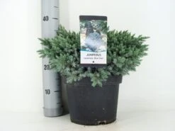 Jeneverbes (Juniperus Squamata 'Blue Star') -Aanbiedingen Groene Hekken Winkel juniperus squamata blue star c5 m