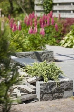 Jeneverbes (Juniperus Squamata 'Holger') -Aanbiedingen Groene Hekken Winkel juniperus squamata holger