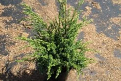 Jeneverbes (Juniperus Squamata 'Meyeri') -Aanbiedingen Groene Hekken Winkel juniperus squamata meyeri