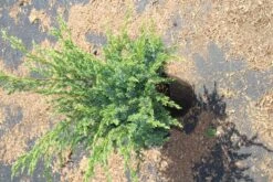 Jeneverbes (Juniperus Squamata 'Meyeri') -Aanbiedingen Groene Hekken Winkel juniperus squamata meyeri 2