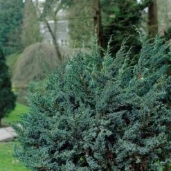 Jeneverbes (Juniperus Squamata 'Meyeri') -Aanbiedingen Groene Hekken Winkel juniperus squamata meyeri 1